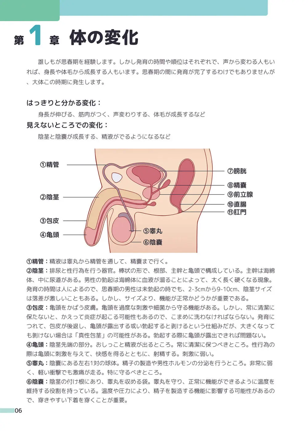 楽しく学ぶ男の子の保健体育 Page.6